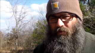 Hunting a tree dwelling parasite, a Christmas tradition