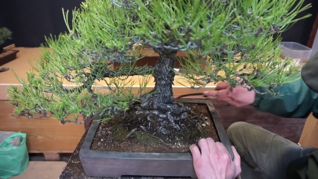 un trasplante especial, pinus tumbergi