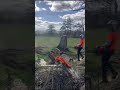 Wait till the end!! Storm Cleanup: Safe Removal of a Huge Fallen Tree