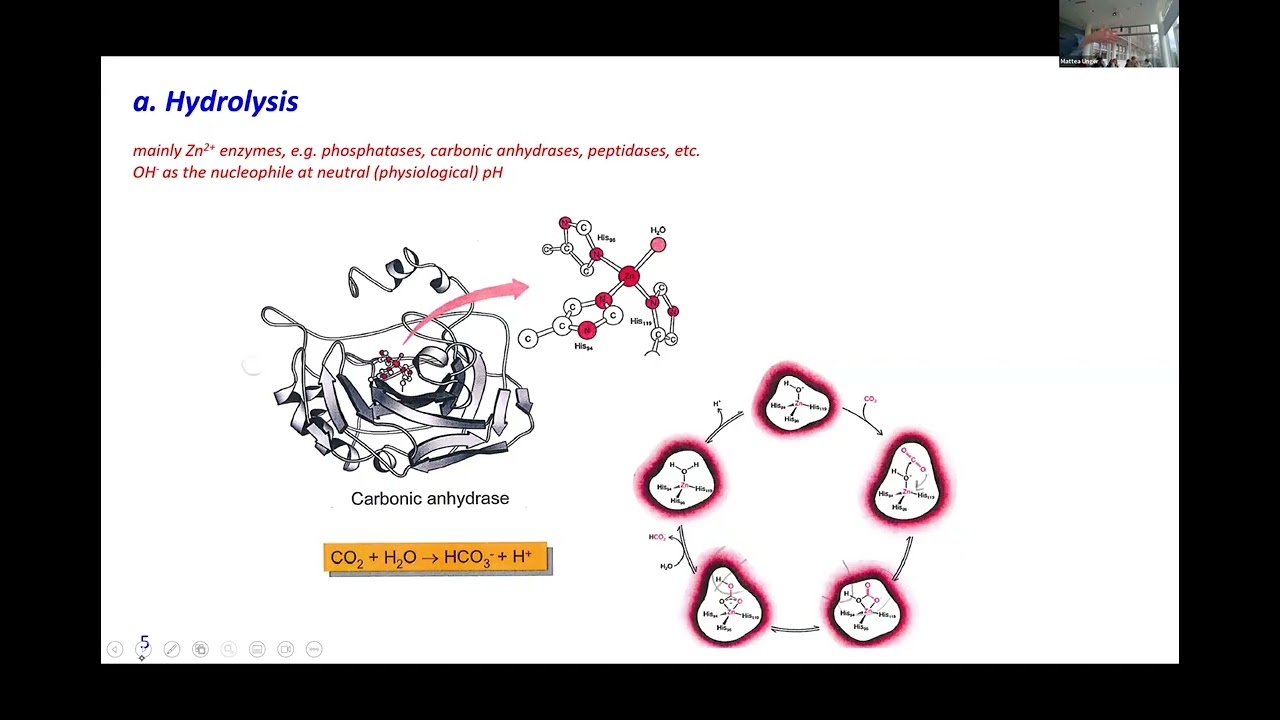 Synthetic Chemistry bioinorganic chem 1 - (1.13)