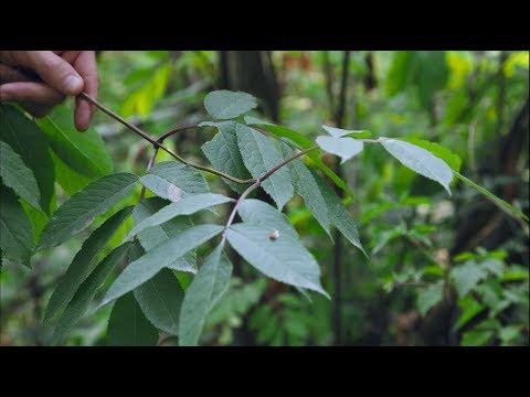 ვიდეო: Elderberry Racemose