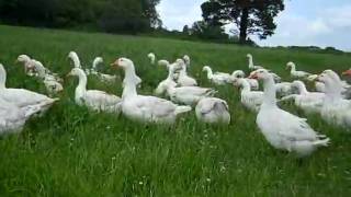 What we feed our geese What Should You Feed Your Geese This Is Working For Me