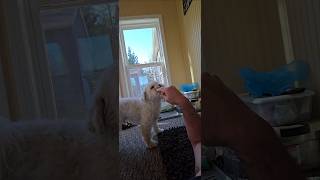 Sammy. Pekapoo. Munching Treats.  5/6/25