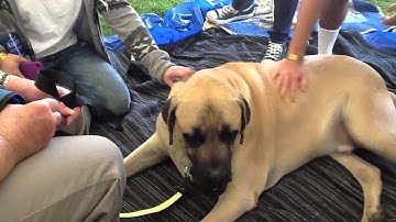 "Therapy Fluffies" Help UC Riverside Students Overcome Finals Stress