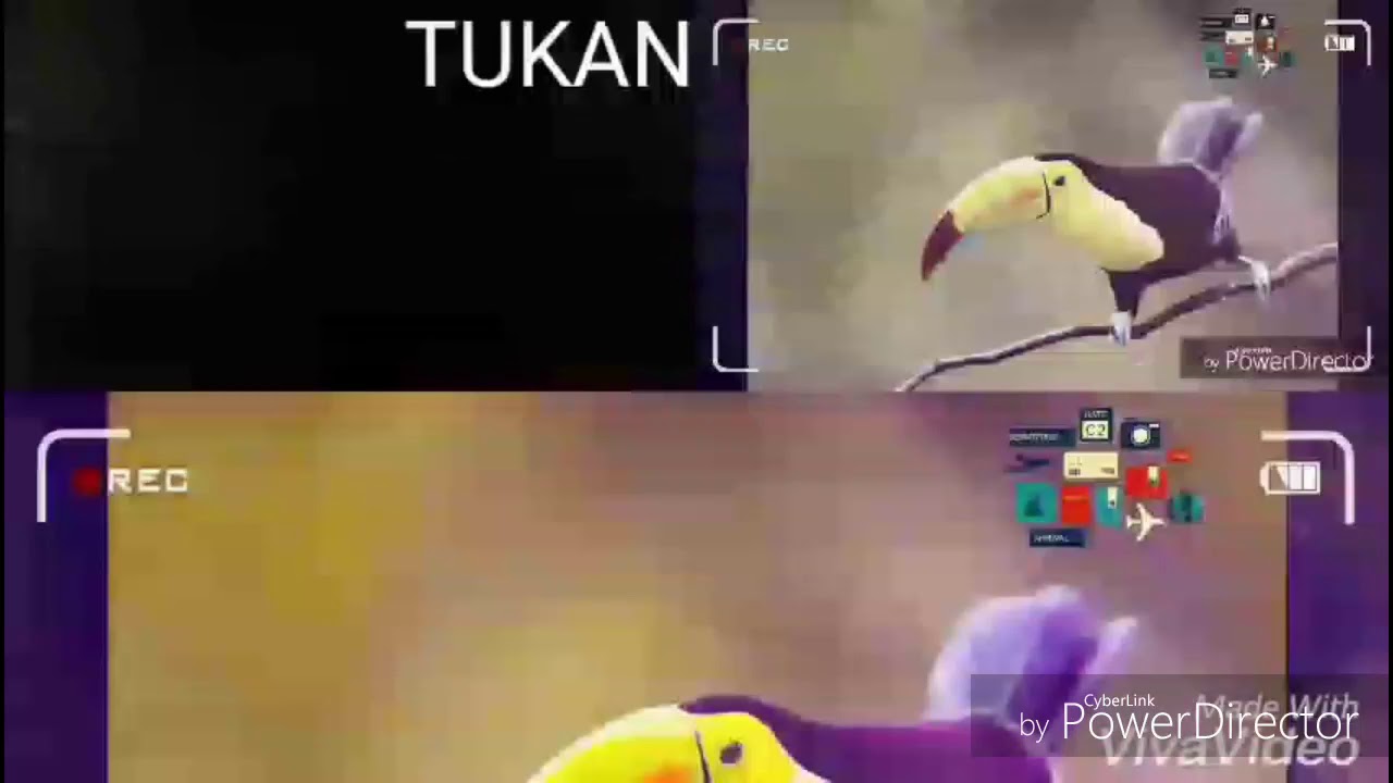 RETKE PTICE- Tukan ( epizoda 1 )