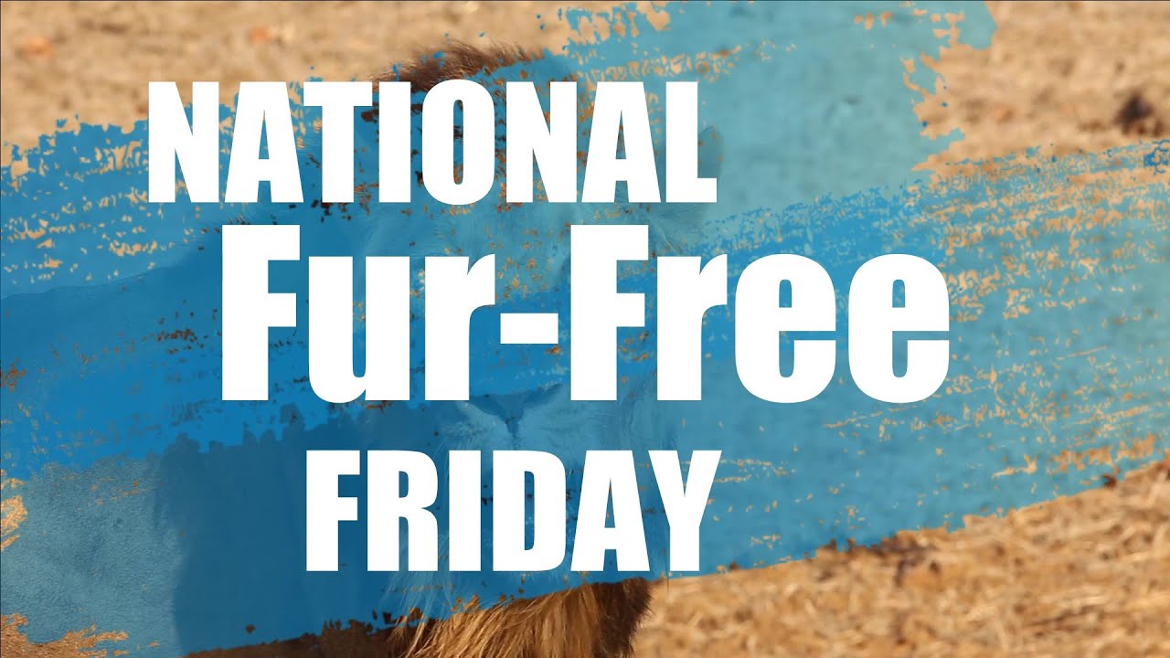 Fur-Free Friday is held on the Friday after Thanksgiving (Black Friday).