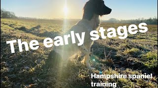 The first five weeks of training, a gundog