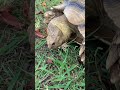 根っこだって気にしないケヅメリクガメ🐢#リクガメ日和 #tortoise #食べ放題