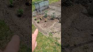 Mulch, Manure, and More #garden ##perennials #plants #growingfood #healthysoil #manure #mulching