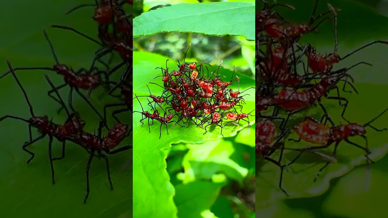 Would You Have Spotted These Tiny Assassins? Pt.2 | Tiny Hunters