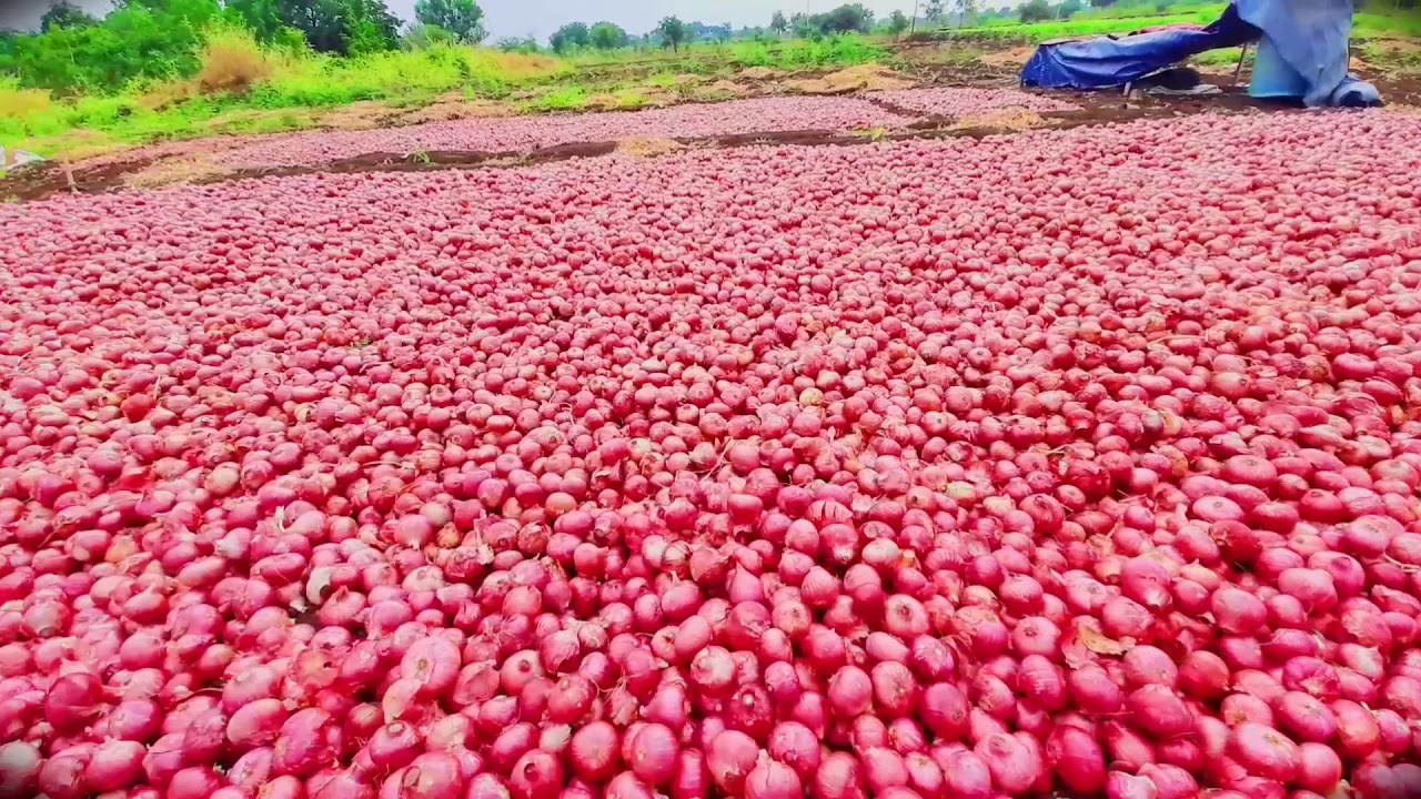 Kanda (onion) status shetkari brand