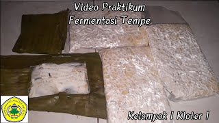 Praktikum Fermentasi Tempe