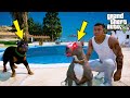 YENİ KÖPEĞİM KATİL YAVRU PİTBULL ŞOVALYE CHOP'LA KAPIŞIYOR! - GTA 5