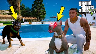 YENİ KÖPEĞİM KATİL YAVRU PİTBULL ŞOVALYE CHOP'LA KAPIŞIYOR! - GTA 5