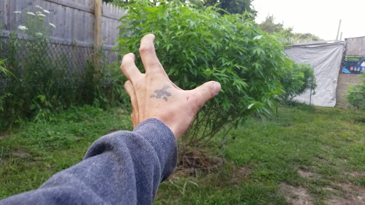 Cage training plants