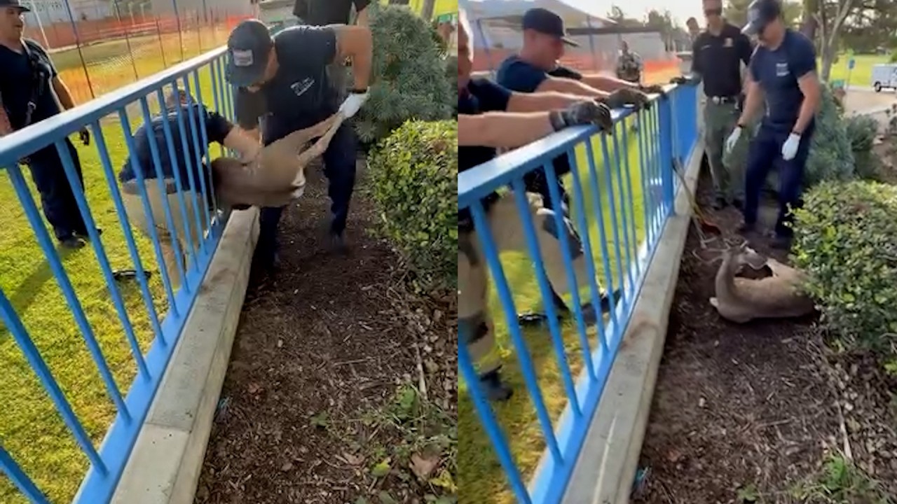 California Firefighters Help Massive Deer Stuck In Fence On Easter Morning