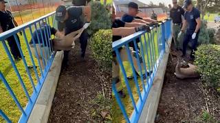 California Firefighters Help Mive Deer Stuck In Fence On Easter Morning