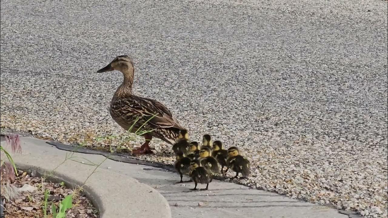 Cute ducklings are too little to follow the Momma Duck! YouTube
