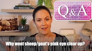 I Cant Get On Top Of The Sheepgoats Pink Eye Sez The Vet