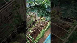 Lubang Buaya Jaman Dulu