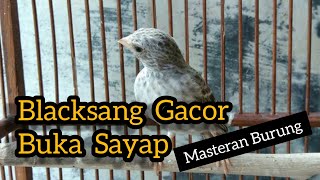 Blacksang Gacor Buka Sayap || Ampuh Buat Masteran