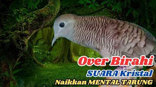 Download lagu MASTERAN PERKUTUT DI HUTAN LIAR, TEMBAKAN RAPAT BIKIN EMOSI PERKUTUT LAIN!