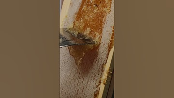 Uncapping Welsh Wildflower honey 👌🏻#honey  #uncapping #beekeepers