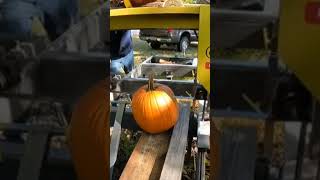 Sawing A Pumpkin Full Video Available