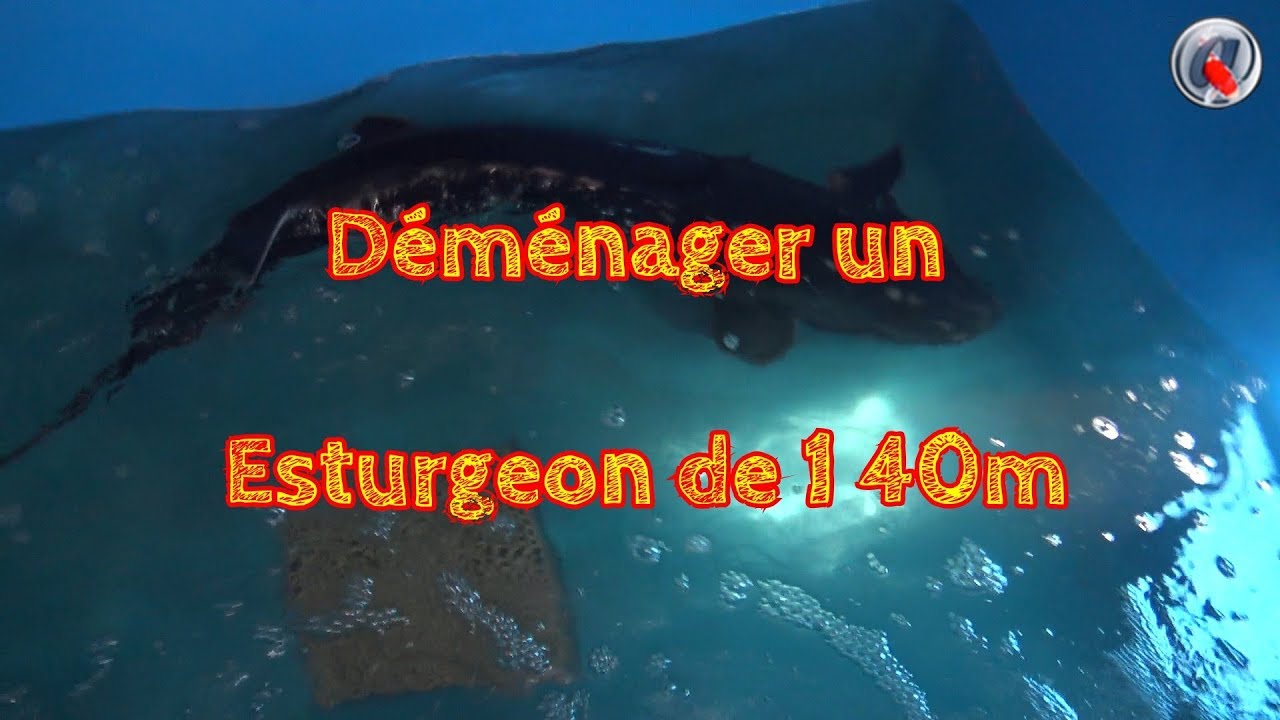 Déménager un Esturgeon de 1 40m