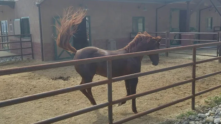 Stallion gets mad he can't be with mare