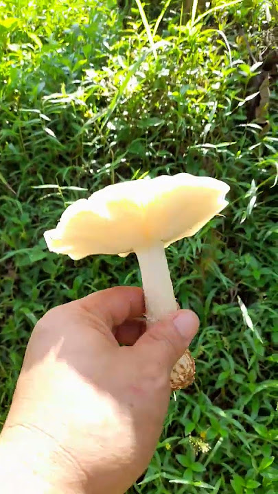 on mountain#mashroom #yummy