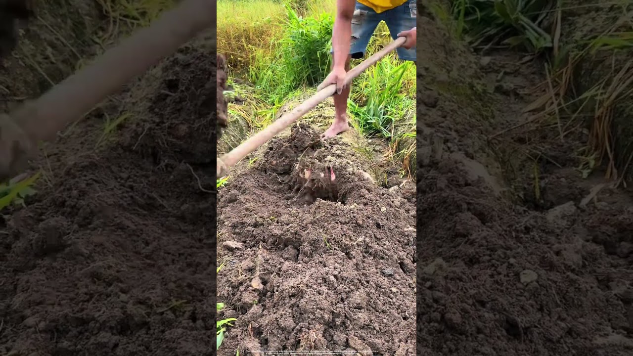 Pickaxe Up, Ginger Down: The Soothing Crisp Sound in That Instant