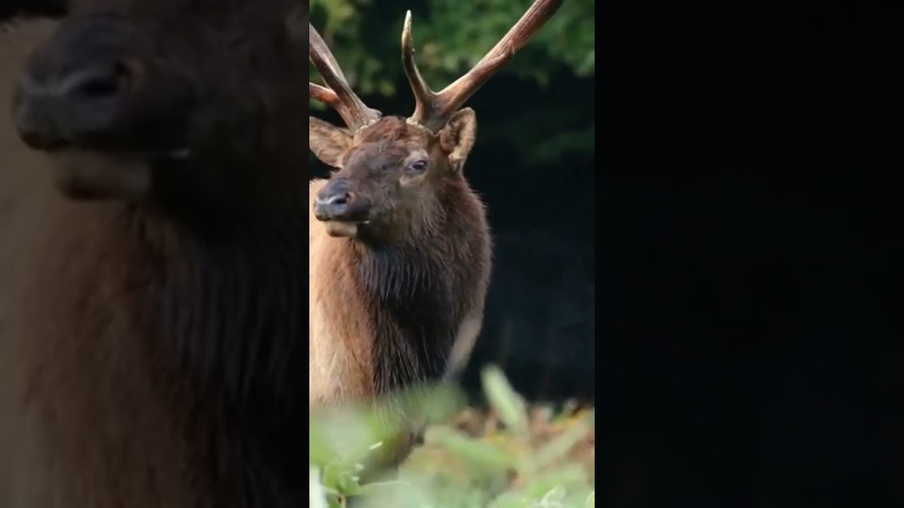 Elks: The Majestic Mating Call | Nature Sounds Shorts