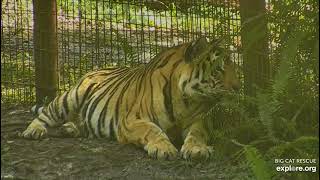 Jasmine takes a bath after her swim at tiger lake,  Big Cat Rescue in Tampa Florida. Explore.org