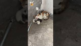 Instinto materno: o lado protetor da gata #gatos #felino #animais #curiosidades #mae