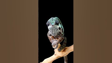 Master of Disguise: Unveiling the Enigmatic World of Chameleons #shorts #animals #facts