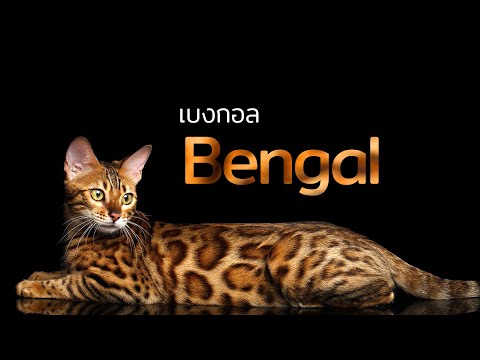 วีดีโอ: แมวเบงกอล: คำอธิบายของสายพันธุ์ลักษณะและนิสัยภาพถ่ายวิธีการเลือกลูกแมวบทวิจารณ์ของเจ้าของบ้านเบงกอล