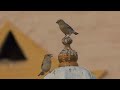 2025 04 24 Gorrion domestico. House sparrow (Passer domesticus). Aswan, Egypt.
