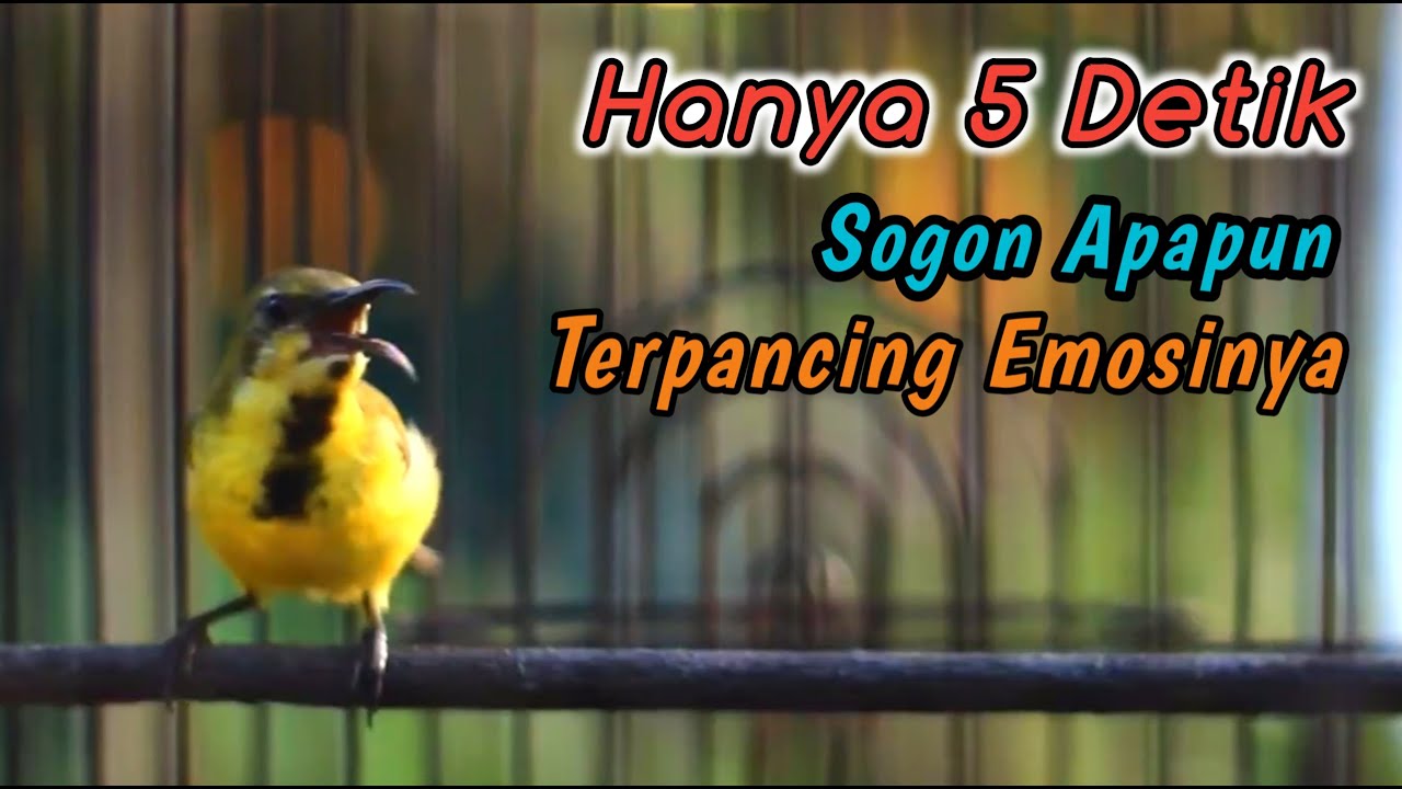 SOGON NGRIWIK NEMBAK PENGGACOR PALING AMPUH UNTUK SEMUA SOGONMU‼️PANCINGAN PENGGACOR SOGON BAHAN