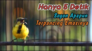 Download Lagu SOGON NGRIWIK NEMBAK PENGGACOR PALING AMPUH UNTUK SEMUA SOGONMU‼️PANCINGAN PENGGACOR SOGON BAHAN MP3