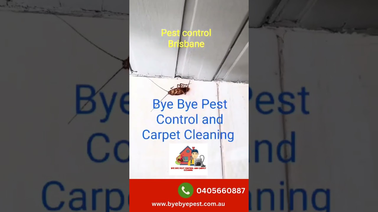 Pest Control Brisbane North