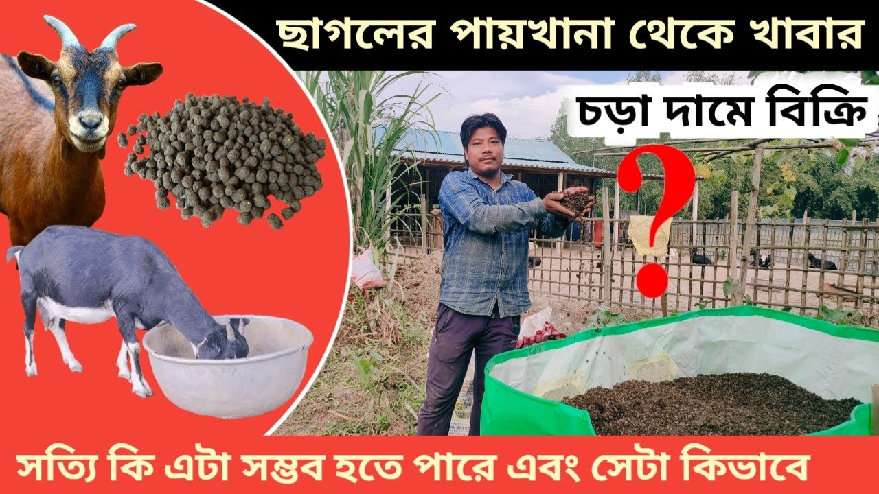 কম খরচে ছাগল পালন | ছাগলের পায়খানা থেকে উপার্জন | Earn money from waste in goat farm