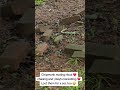 Chipmunk mating ritual ❤️ #critterfeeder #animallovers #chipmunk #wildlife #Love #animals #fyp #cute