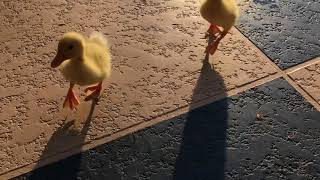 Baby Ducks vs The Stairs by William Storoe 99 views 6 years ago 1 minute, 4 seconds