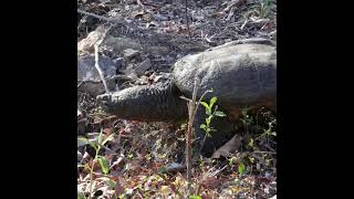 Old Man Snapping Turtle Journey Continues (Part 2) #shorts #turtle #snappingturtle #lake