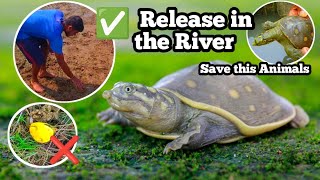 indian flapshell turtle (lissemys punctata),turtle release, release in the river, fishing 🎣 videos