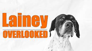 Lainey Waited Weeks at the Shelter... Nobody Came for Her