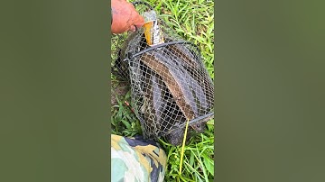 Thăm lờ cá lóc khu đặt mới và cái kết đầy lờ #locacaitien