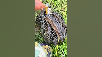 Thăm lờ cá lóc khu đặt mới và cái kết đầy lờ #locacaitien