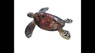 Sea Turtle 3D model